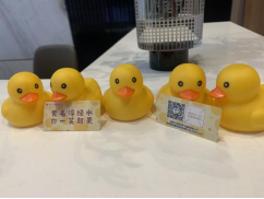 惊喜从天而降!保利江苏30000只“美好鸭”温暖江苏